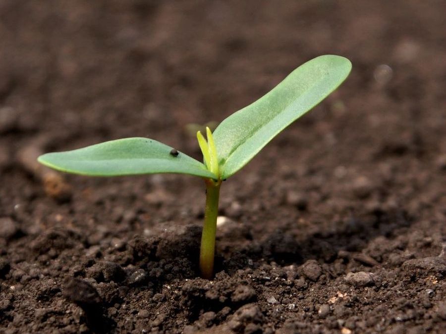 A seedling in soil